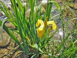 Blüte der gelben Schwertlilie mit Logo bienenfreundlich